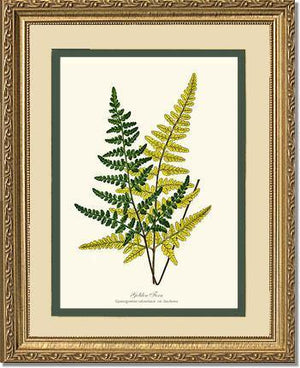 Gold Fern Botanical Wall Art Print-Charting Nature