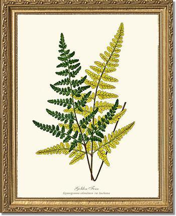 Gold Fern Botanical Wall Art Print-Charting Nature