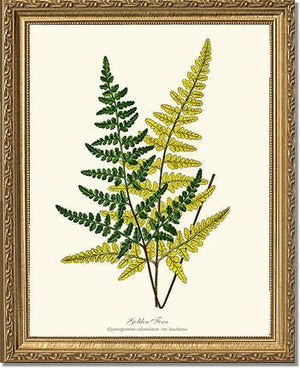 Gold Fern Botanical Wall Art Print-Charting Nature