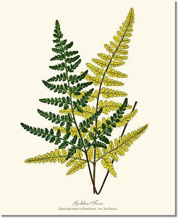 Gold Fern Botanical Wall Art Print-Charting Nature