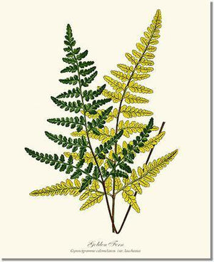 Gold Fern Botanical Wall Art Print-Charting Nature