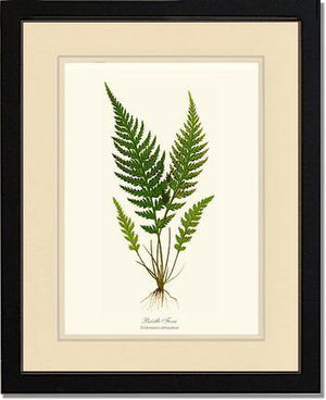 Trichomanes attenuatum Botanical Wall Art Print-Charting Nature