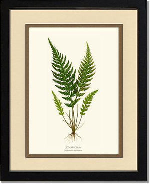 Trichomanes attenuatum Botanical Wall Art Print-Charting Nature