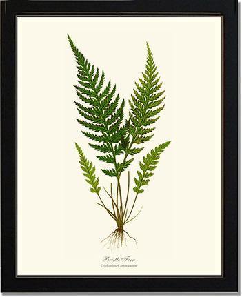 Trichomanes attenuatum Botanical Wall Art Print-Charting Nature