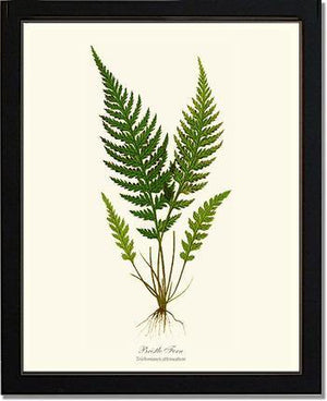 Trichomanes attenuatum Botanical Wall Art Print-Charting Nature