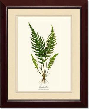 Trichomanes attenuatum Botanical Wall Art Print-Charting Nature