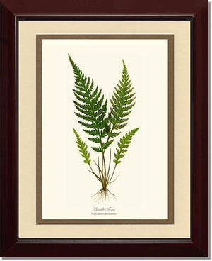 Trichomanes attenuatum Botanical Wall Art Print-Charting Nature