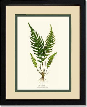 Trichomanes attenuatum Botanical Wall Art Print-Charting Nature