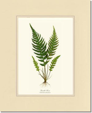 Trichomanes attenuatum Botanical Wall Art Print-Charting Nature