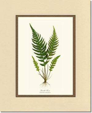 Trichomanes attenuatum Botanical Wall Art Print-Charting Nature