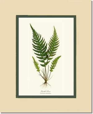 Trichomanes attenuatum Botanical Wall Art Print-Charting Nature