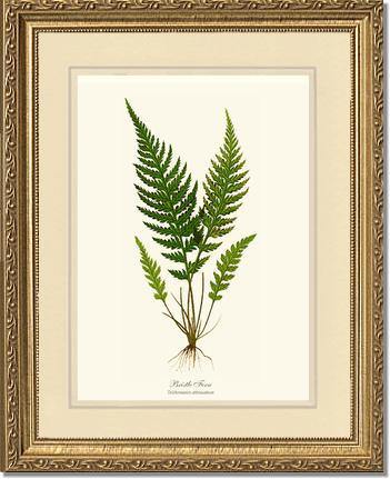 Trichomanes attenuatum: Vintage Fern Wall Art Botanical Prints ...