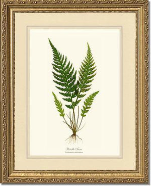 Trichomanes attenuatum Botanical Wall Art Print-Charting Nature