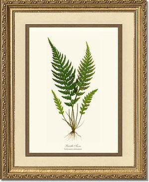 Trichomanes attenuatum Botanical Wall Art Print-Charting Nature