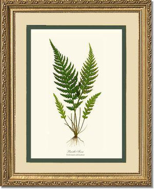 Trichomanes attenuatum Botanical Wall Art Print-Charting Nature