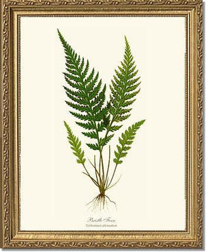 Trichomanes attenuatum Botanical Wall Art Print-Charting Nature