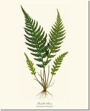 Trichomanes attenuatum Botanical Wall Art Print-Charting Nature