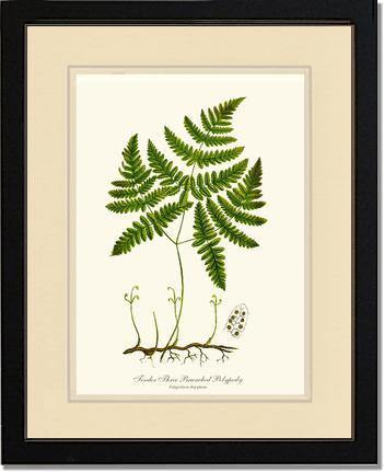 Tender Three Branched Polypody Fern Botanical Wall Art Print-Charting Nature