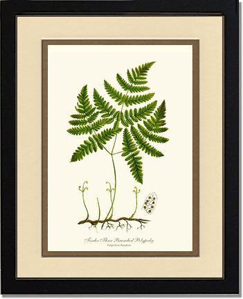 Tender Three Branched Polypody Fern Botanical Wall Art Print-Charting Nature