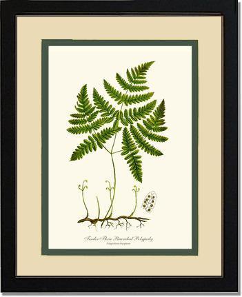 Tender Three Branched Polypody Fern Botanical Wall Art Print-Charting Nature