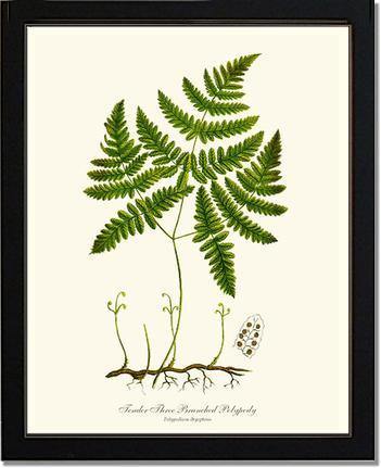 Tender Three Branched Polypody Fern Botanical Wall Art Print-Charting Nature