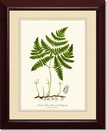 Tender Three Branched Polypody Fern Botanical Wall Art Print-Charting Nature