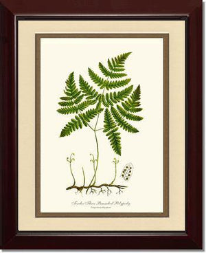 Tender Three Branched Polypody Fern Botanical Wall Art Print-Charting Nature