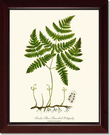 Tender Three Branched Polypody Fern Botanical Wall Art Print-Charting Nature