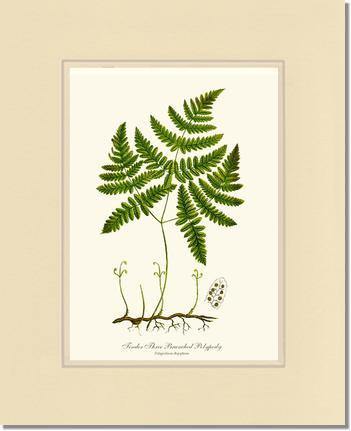 Tender Three Branched Polypody Fern Botanical Wall Art Print-Charting Nature