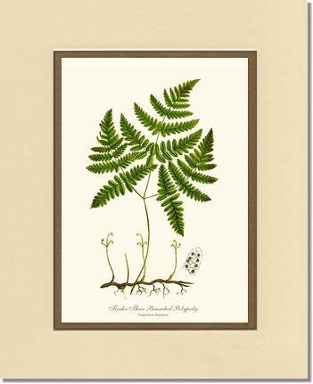 Tender Three Branched Polypody Fern Botanical Wall Art Print-Charting Nature