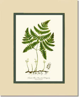 Tender Three Branched Polypody Fern Botanical Wall Art Print-Charting Nature