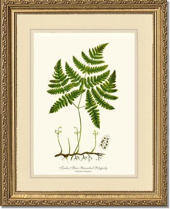 Tender Three Branched Polypody Fern Botanical Wall Art Print-Charting Nature