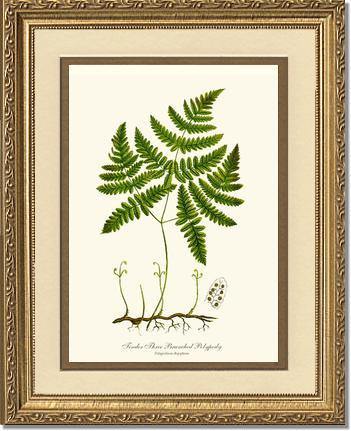 Tender Three Branched Polypody Fern Botanical Wall Art Print-Charting Nature
