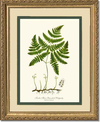 Tender Three Branched Polypody Fern Botanical Wall Art Print-Charting Nature