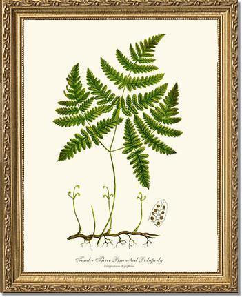 Tender Three Branched Polypody Fern Botanical Wall Art Print-Charting Nature