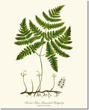 Tender Three Branched Polypody Fern Botanical Wall Art Print-Charting Nature