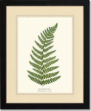 Soft Shield Fern Botanical Wall Art Print-Charting Nature