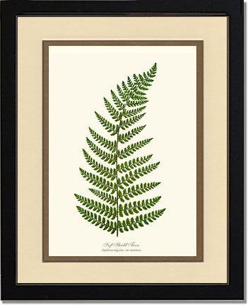 Soft Shield Fern Botanical Wall Art Print-Charting Nature