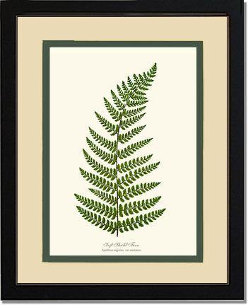 Soft Shield Fern Botanical Wall Art Print-Charting Nature