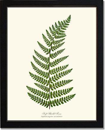Soft Shield Fern Botanical Wall Art Print-Charting Nature