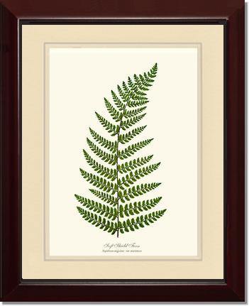 Soft Shield Fern Botanical Wall Art Print-Charting Nature
