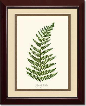 Soft Shield Fern Botanical Wall Art Print-Charting Nature