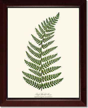 Soft Shield Fern Botanical Wall Art Print-Charting Nature