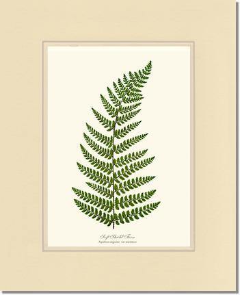 Soft Shield Fern Botanical Wall Art Print-Charting Nature