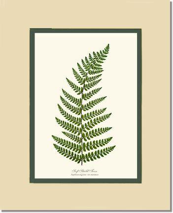Soft Shield Fern Botanical Wall Art Print-Charting Nature