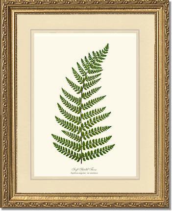 Soft Shield Fern Botanical Wall Art Print-Charting Nature
