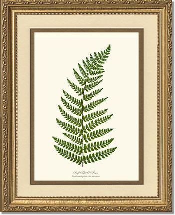 Soft Shield Fern Botanical Wall Art Print-Charting Nature