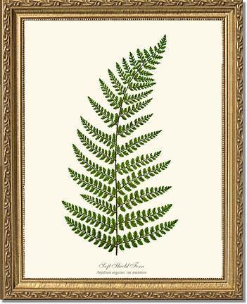 Soft Shield Fern Botanical Wall Art Print-Charting Nature