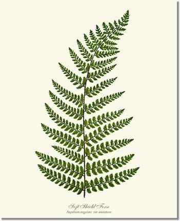 Soft Shield Fern Botanical Wall Art Print-Charting Nature