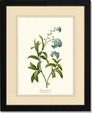 Forget-me-not